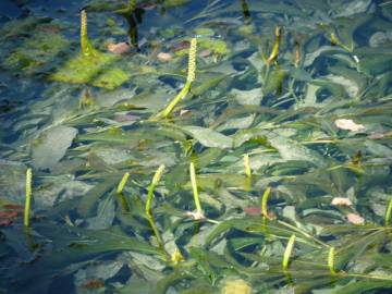 Fotografia da espécie Potamogeton lucens