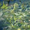 Fotografia 8 da espécie Potamogeton lucens do Jardim Botânico UTAD