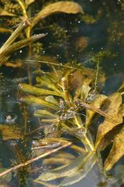 Fotografia da espécie Potamogeton lucens