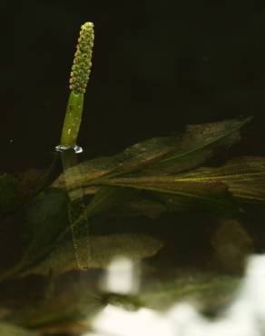 Fotografia 10 da espécie Potamogeton lucens no Jardim Botânico UTAD