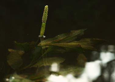 Fotografia da espécie Potamogeton lucens