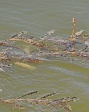 Fotografia da espécie Potamogeton crispus