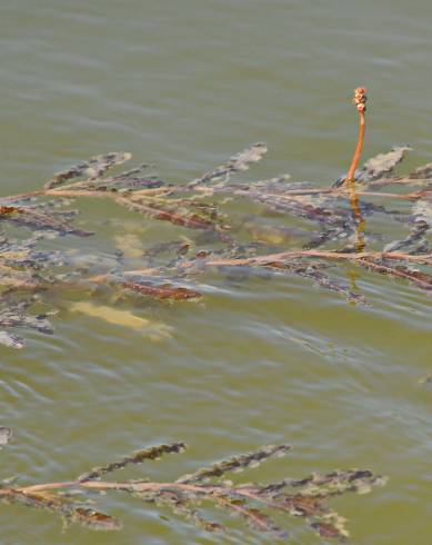 Fotografia de capa Potamogeton crispus - do Jardim Botânico