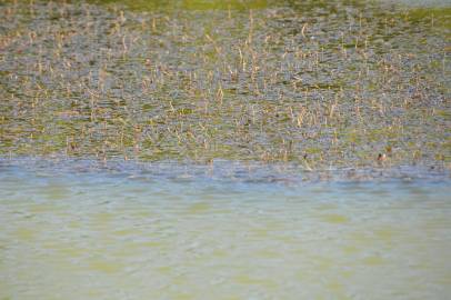 Fotografia da espécie Potamogeton crispus