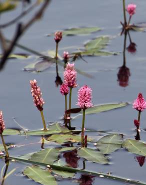 Fotografia 1 da espécie Polygonum amphibium no Jardim Botânico UTAD