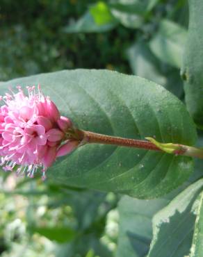 Fotografia 6 da espécie Polygonum amphibium no Jardim Botânico UTAD