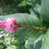 Fotografia 6 da espécie Polygonum amphibium do Jardim Botânico UTAD