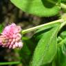 Fotografia 7 da espécie Polygonum amphibium do Jardim Botânico UTAD