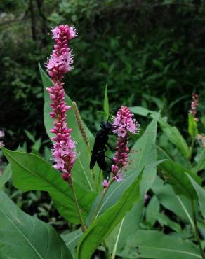 Fotografia 8 da espécie Polygonum amphibium no Jardim Botânico UTAD