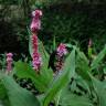 Fotografia 8 da espécie Polygonum amphibium do Jardim Botânico UTAD