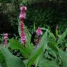 Fotografia 8 da espécie Polygonum amphibium do Jardim Botânico UTAD