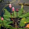 Fotografia 9 da espécie Polygonum amphibium do Jardim Botânico UTAD