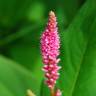 Fotografia 10 da espécie Polygonum amphibium do Jardim Botânico UTAD