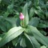 Fotografia 11 da espécie Polygonum amphibium do Jardim Botânico UTAD