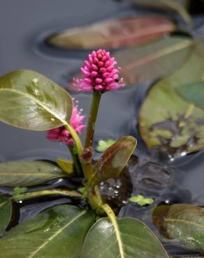 Fotografia 12 da espécie Polygonum amphibium no Jardim Botânico UTAD