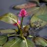 Fotografia 12 da espécie Polygonum amphibium do Jardim Botânico UTAD