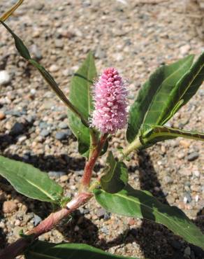 Fotografia 15 da espécie Polygonum amphibium no Jardim Botânico UTAD