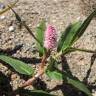 Fotografia 15 da espécie Polygonum amphibium do Jardim Botânico UTAD