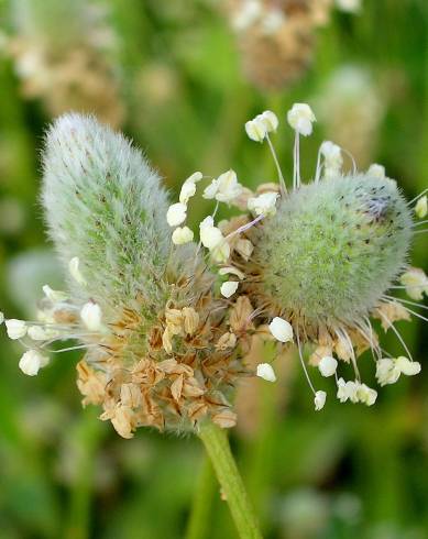 Fotografia de capa Plantago lagopus - do Jardim Botânico