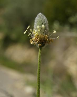 Fotografia 3 da espécie Plantago lagopus no Jardim Botânico UTAD