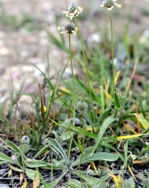 Fotografia 5 da espécie Plantago lagopus no Jardim Botânico UTAD