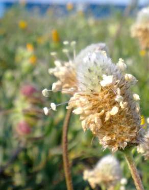 Fotografia 6 da espécie Plantago lagopus no Jardim Botânico UTAD