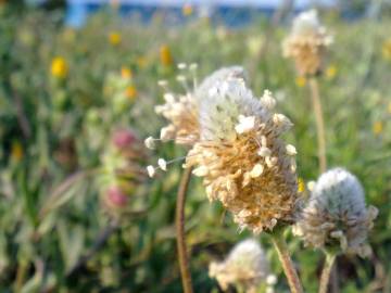 Fotografia da espécie Plantago lagopus