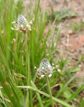 Fotografia 8 da espécie Plantago lagopus no Jardim Botânico UTAD