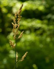 Phalaris arundinacea