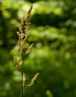 Fotografia 1 da espécie Phalaris arundinacea no Jardim Botânico UTAD