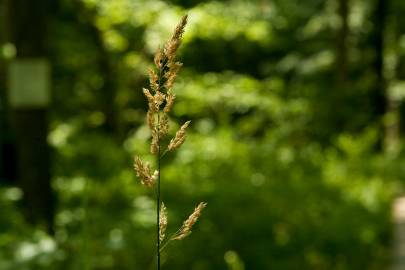 Fotografia da espécie Phalaris arundinacea