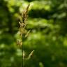 Fotografia 1 da espécie Phalaris arundinacea do Jardim Botânico UTAD