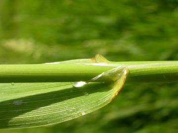 Fotografia da espécie Phalaris arundinacea