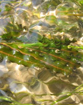 Fotografia 4 da espécie Potamogeton crispus no Jardim Botânico UTAD