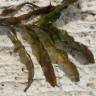 Fotografia 6 da espécie Potamogeton crispus do Jardim Botânico UTAD
