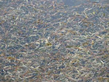 Fotografia da espécie Potamogeton crispus