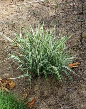 Fotografia 6 da espécie Phalaris arundinacea no Jardim Botânico UTAD