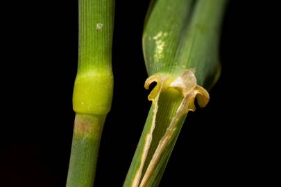 Fotografia da espécie Phalaris arundinacea