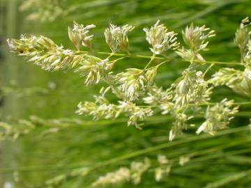 Fotografia da espécie Phalaris arundinacea