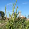 Fotografia 11 da espécie Reseda luteola do Jardim Botânico UTAD