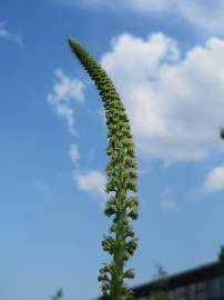 Fotografia da espécie Reseda luteola