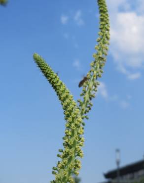 Fotografia 15 da espécie Reseda luteola no Jardim Botânico UTAD