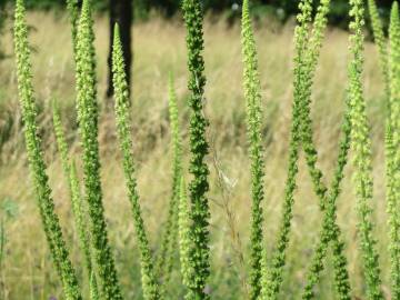 Fotografia da espécie Reseda luteola