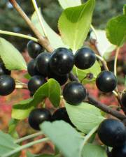 Fotografia da espécie Rhamnus cathartica