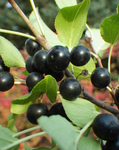 Fotografia de capa Rhamnus cathartica - do Jardim Botânico