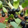 Fotografia 1 da espécie Rhamnus cathartica do Jardim Botânico UTAD