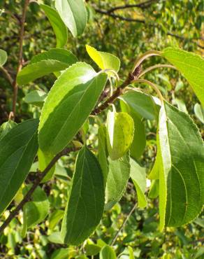 Fotografia 3 da espécie Rhamnus cathartica no Jardim Botânico UTAD