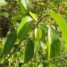 Fotografia 3 da espécie Rhamnus cathartica do Jardim Botânico UTAD