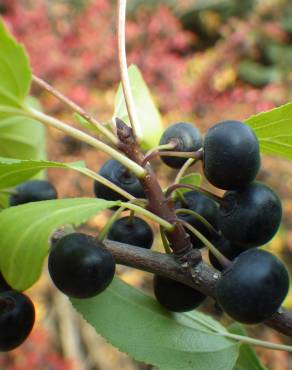 Fotografia 4 da espécie Rhamnus cathartica no Jardim Botânico UTAD