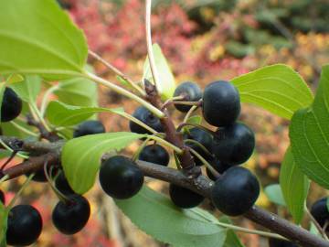 Fotografia da espécie Rhamnus cathartica